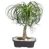 Live 12 Ponytail Bonsai Tree