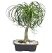 Live 12" Ponytail Bonsai Tree