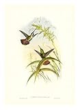 IMAGE OF Gould Hummingbird I HIGH QUALITY MUSEUM WRAP CANVAS Print John Gould 18x24