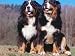 Two Bernese Mountains Dogs Animals Photographic Poster Print by Reinhard, 12x9