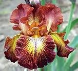 Reblooming 'Paprika Fono's' Bearded Iris Rhizome 3/5