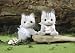 Calico Critters Fisher Cat Twins [Toy]
