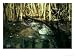 Pike, Esox Lucius Emerging from Water Photographic Poster Print by Overseas Press Agency, 16x12