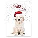Canopy Street Labrador Love Holiday Card Pack / 25 Cards And Envelopes Pack/Festive Santa Hat Puppy Design With Greeting Inside/Dog Christmas And New Year Cards