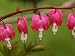 Bleeding Hearts Flower in the Springtime, Jamaica Plain, Massachusetts, USA Photograp...