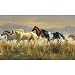 Band of Thunder Horses Huge Wall Mural Art Print Poster - 99x164