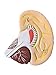 Herindera Human Brain Dissectable in 2 parts Normal Size on base RS.300.00