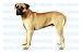 BULLMASTIFF - Dog Decal - sticker car got bull mastiff