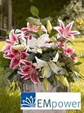 EMpower Lily Bouquet, Eco-Friendly - Veriflora Certified, White and Pink Lily Bouquet