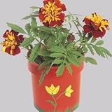  : Educraft Authentic Flower Garden Craft Kit (Pk/50)