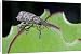 Canvas Prints of Lily Weevil - feeding on leaves of Pigs Ears (Cotyledon orbiculata) from Ardea Wild