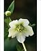 Photographic Prints of HELLEBORUS orientalis ?Varieties section?- close-up of flower, Feb from Ardea Wildlife Pets