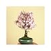 【落葉しました】盆栽：御殿場桜（大）