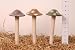 Porcelain Stick-In-The Ground Mushroom 25cm 12/PK