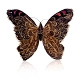 Flora Designs Butterfly Clip