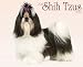 shih_tzu1shih tzu - Just Shih Tzu Puppies 2010 Wall Calendar