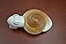 Landsnail Sea Shell Night Light Bathroom Kitchen