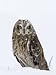 Captive Short-Eared Owl (Asio Flammeus) in the Snow, Boulder County, Colorado Art Pho...