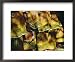 Choir, Malindi, Kenya Collections Framed Art Poster Print by Neil Emmerson, 22x18