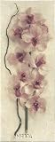 Branch With Orchid Art Print Poster By Julie Nightingale, 9  x 18 