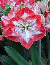 Mambo Giant Dutch Amaryllis 1 Bulb