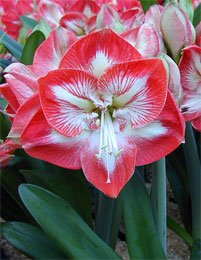 Mambo Giant Dutch Amaryllis 1 Bulb