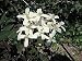 Vanilla Scented Clematis 15 Seeds