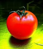 Organic Red House Free Standing Tomato Plant - ORDER NOW ! - B001M1X6AC