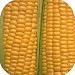Coaster Set - 4 pcs - SQUARE - Designer Coasters: Food/Fruits - (CSFO-057) Corn