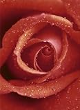 1art1 40506 Blumen - Rote Rose 4-teilig, Fototapete Poster-Tapete (254 x 183 cm)