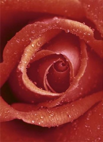 1art1 40506 Blumen - Rote Rose 4-teilig, Fototapete Poster-Tapete (254 x 183 cm)