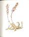 Perrin Ltd Ed 1914 Flowering Plant The Toothwort