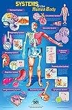 SciEd Systems of the Human Body Poster; Laminate