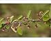 Photographic Prints of A wild cotoneaster from Ardea Wildlife Pets