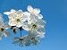 Cherry Flower - 18