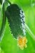 Fresh Cucumber - 36