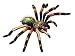 Revell X-Ray Tarantula Spider Anatomy Models_s-1