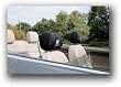 Kasey Kahne Headrest Cover Set Of 2 - NASCAR