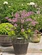 Bloomerang Purple Lilac Plant, Super One Gallon Container by Monrovia Growers