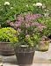 Bloomerang Purple Lilac Plant, Super One Gallon Container by Monrovia Growers