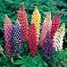 Lupin Russell Mixed by Mr Fothergills