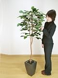 光触媒 観葉植物 ボダイジュ（菩提樹） 160cm