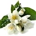 jasmine flavor extract