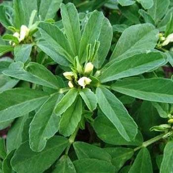 Fenugreek - 1000 Seeds