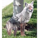 Coyote Decoy