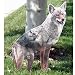 Coyote Decoy Goose Repellent 2/pk