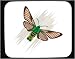 Decorated Mouse Pad with butterfly, insect, hawk, bordered, broad, moth, bee