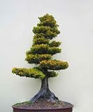 Bonsai Tree - 36