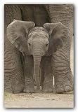 Big Ears - Elephant - 24x36 - ART PRINT / POSTER