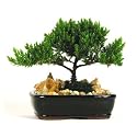 Bonsai Tree - Japanese Juniper 4-6 Year Old, Planted in 6 inch Container - Grown by Eve's Garden